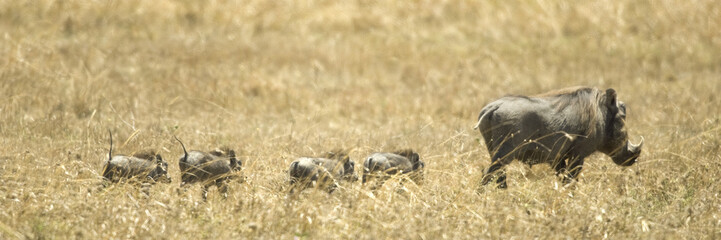 warthog at Masai mara Kenya