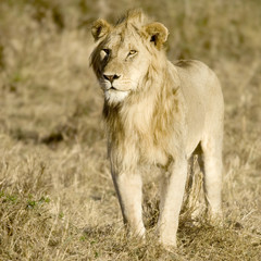 Lion Masai mara Kenya