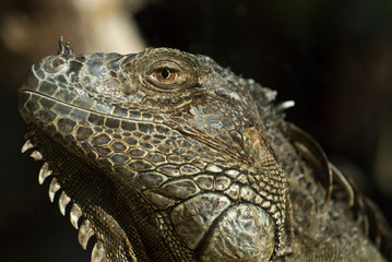Iguana