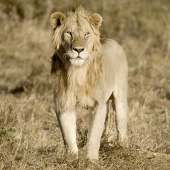 Lion Masai mara Kenya