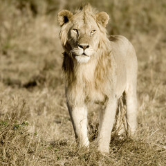 Lion Masai mara Kenya