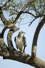 Buteo Masai mara Kenya