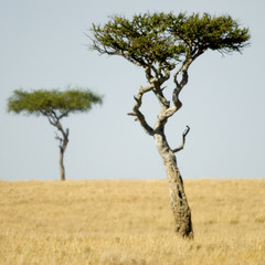 Masai mara