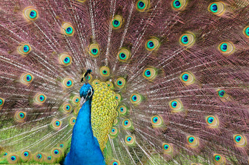 Obraz premium Indian Blue Peacock