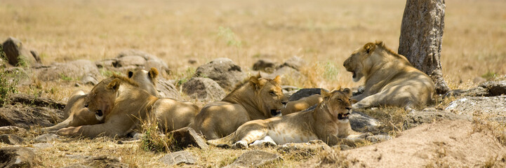 Lion Masai mara Kenya