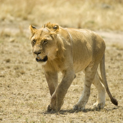 Lion Masai mara Kenya