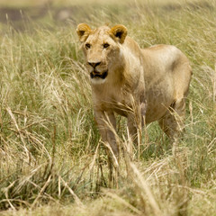 Fototapeta na wymiar Lion Masai mara Kenya
