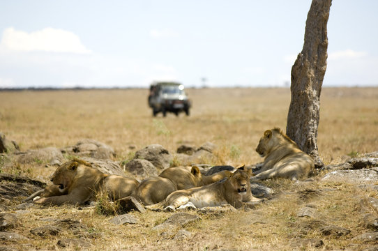 Lion Masai mara Kenya