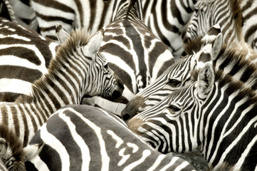 Obraz na płótnie Canvas Herd of zebra at Masai mara Kenya