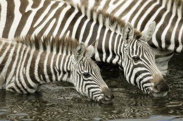 Fototapeta na wymiar Herd of zebra at Masai mara Kenya