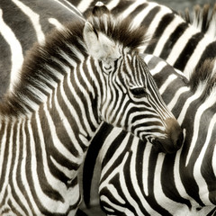 Fototapeta na wymiar Stado zebr w Masai Mara w Kenii