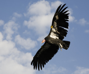 condor in flight grand canyon