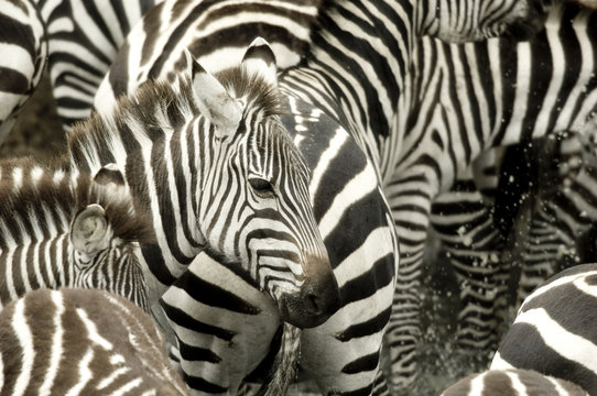 Fototapeta Herd of zebra at Masai mara Kenya