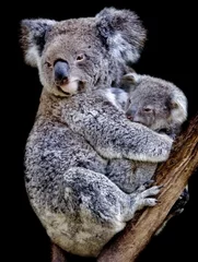 Fotobehang Koala koala mama en welp