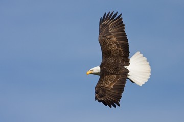 An Eagle Banking