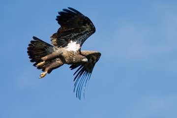 Obraz premium Immature Bald Eagle