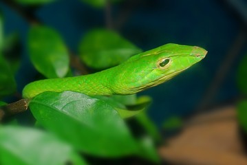 green snake in the gardens