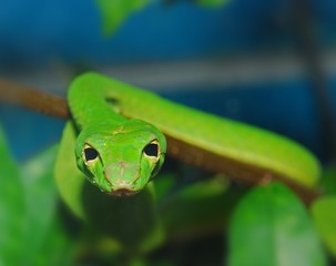 green snake in the gardens