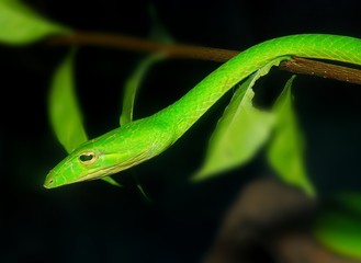 green snake in the gardens