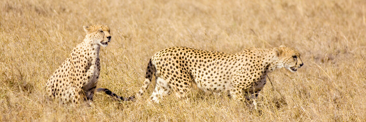 cheetah Masai mara Kenya
