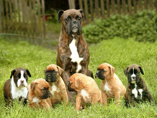 Boxerfamilie 3