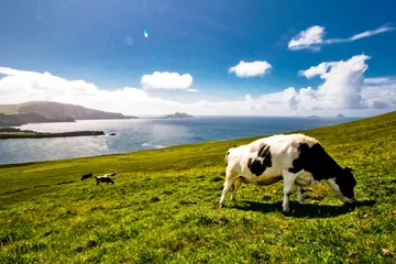 Rideaux tamisants Côte Vache broutant en bord de mer