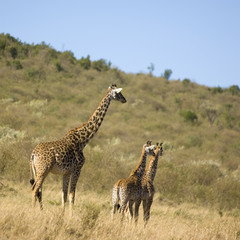 girafe Masai mara Kenya
