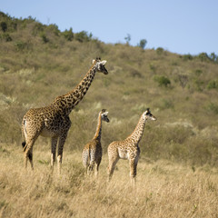 girafe Masai mara Kenya