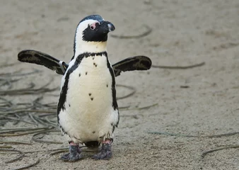 Foto op Plexiglas schattige pinguïn © Eric Gevaert