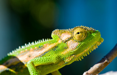 Camo Chameleon