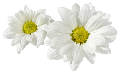 Flowers of a chamomile on white isolated background