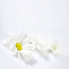Flowers of a chamomile on white background