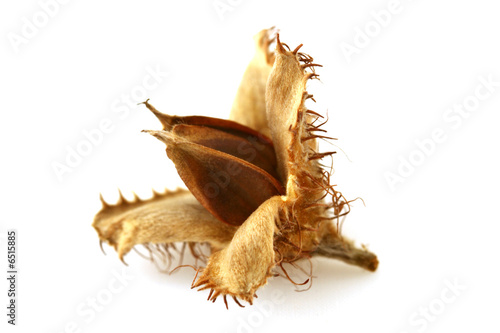 "Buchecker im Herbst" Stockfotos und lizenzfreie Bilder "Buchecker im Herbst" Stockfotos und lizenzfreie Bilder