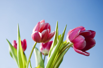 Pink tulips