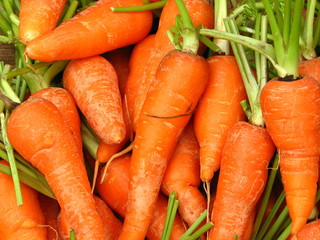 Fresh Carrots