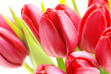 Rote Tulpen