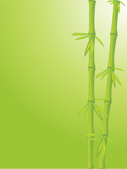 Clean bamboo background