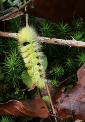 Chenille tussock
