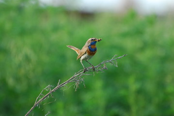 bluethroat