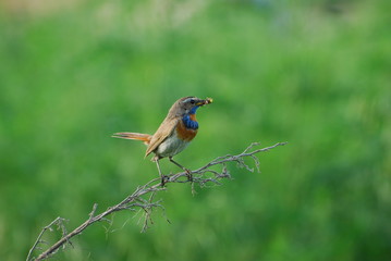 bluethroat