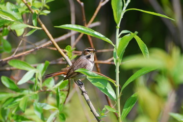Bluethroat
