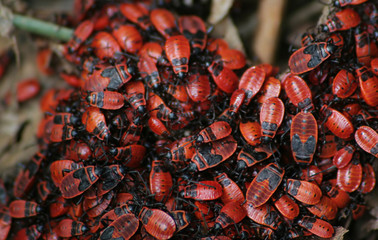 Punaises rouges