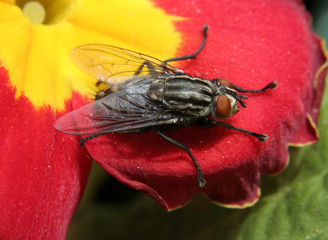 Mouche domestique