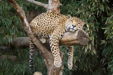 Foto auf Acrylglas Leopard im Baum © Teri Soares