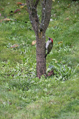 Pic Vert Caudassien