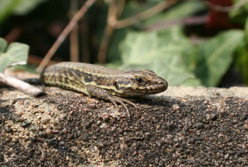 Lézard