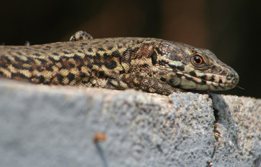 Lézard