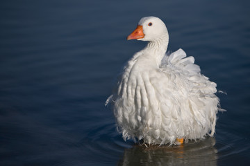 White Goose with Mating Plumage