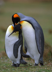 King penguins in love - 6521200