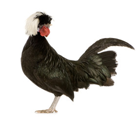 Dutch Rooster